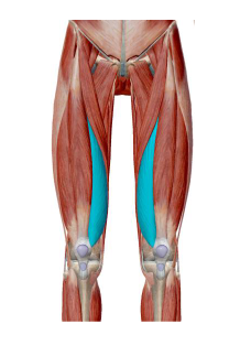 <p>Identify this muscle of the Anterior Thigh and its origin, insertion, action and innervation</p>
