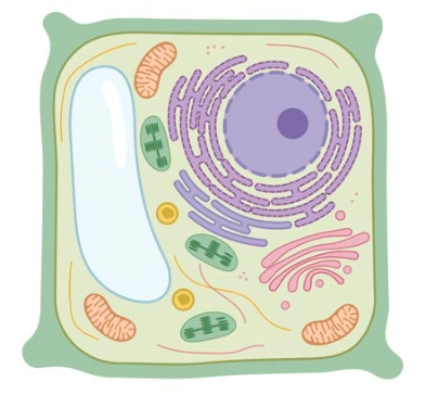 <ul><li><p><span style="background-color: transparent; font-family: "Twentieth Century", sans-serif;">Are eukaryotic</span></p></li><li><p><span style="background-color: transparent; font-family: "Twentieth Century", sans-serif;">Cells are usually rectangular or regular in shape</span></p></li><li><p><span style="background-color: transparent; font-family: "Twentieth Century", sans-serif;">They store their energy as starch or oils</span></p></li><li><p><span style="background-color: transparent; font-family: "Twentieth Century", sans-serif;">Will often appear green under a microscope from the chlorophyll present</span></p></li><li><p><span style="background-color: transparent; font-family: "Twentieth Century", sans-serif;">Have different organelle organization</span></p><ul><li><p><span style="background-color: transparent; font-family: "Twentieth Century", sans-serif;">i.e. have chloroplasts, have a cell wall, one large vacuole, no centrioles present, more details to come…</span></p></li></ul></li><li><p><span style="background-color: transparent; font-family: "Twentieth Century", sans-serif;">Make unique specialized cells and tissues</span></p><ul><li><p><span style="background-color: transparent; font-family: "Twentieth Century", sans-serif;">i.e. epidermal tissue, vascular tissue, ground tissue, meristematic tissue</span></p></li></ul></li></ul><p></p>