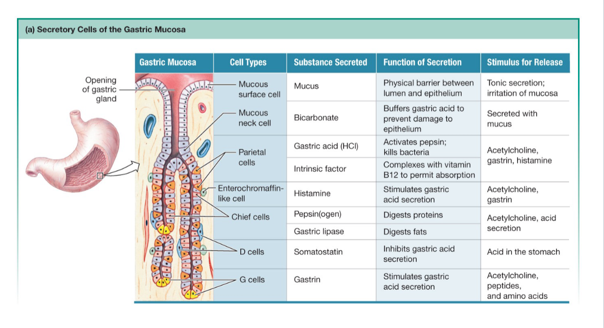 <p>Gastric gland secretions</p>