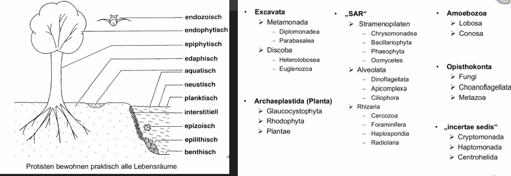 <ul><li><p>nicht monophyletisch </p></li><li><p><span>Einzellige Eukaryoten</span></p></li><li><p><span>Bewohnen praktisch alle Lebensräume</span></p></li><li><p><span>Prozozoen: heterotroph</span></p></li><li><p><span>Protophyten: autotroph</span></p></li><li><p><span>Meist komplexer organisiert als Metazoen-Zelle durch vielfältigere Anforderungen</span></p></li><li><p><span>Ursprung Endosymbiose: Eukaryoten nahmen aerobe Prokaryoten und Cyanobakterien auf</span></p></li><li><p><span>Wichtige Bedeutung als Produzenten in aquatischen Ökosystemen</span></p></li></ul><p></p>