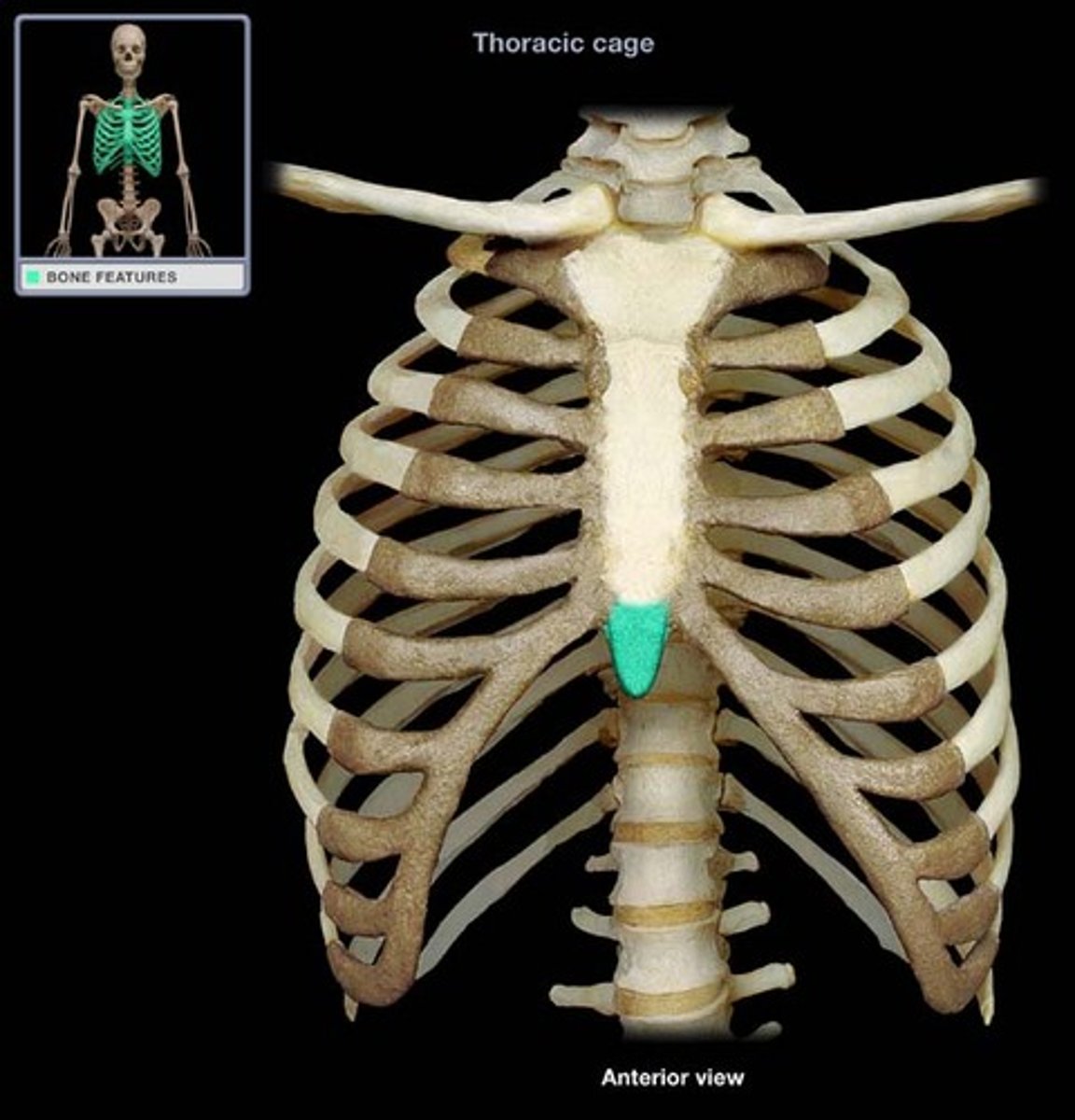 <p>inferior portion of the sternum</p>