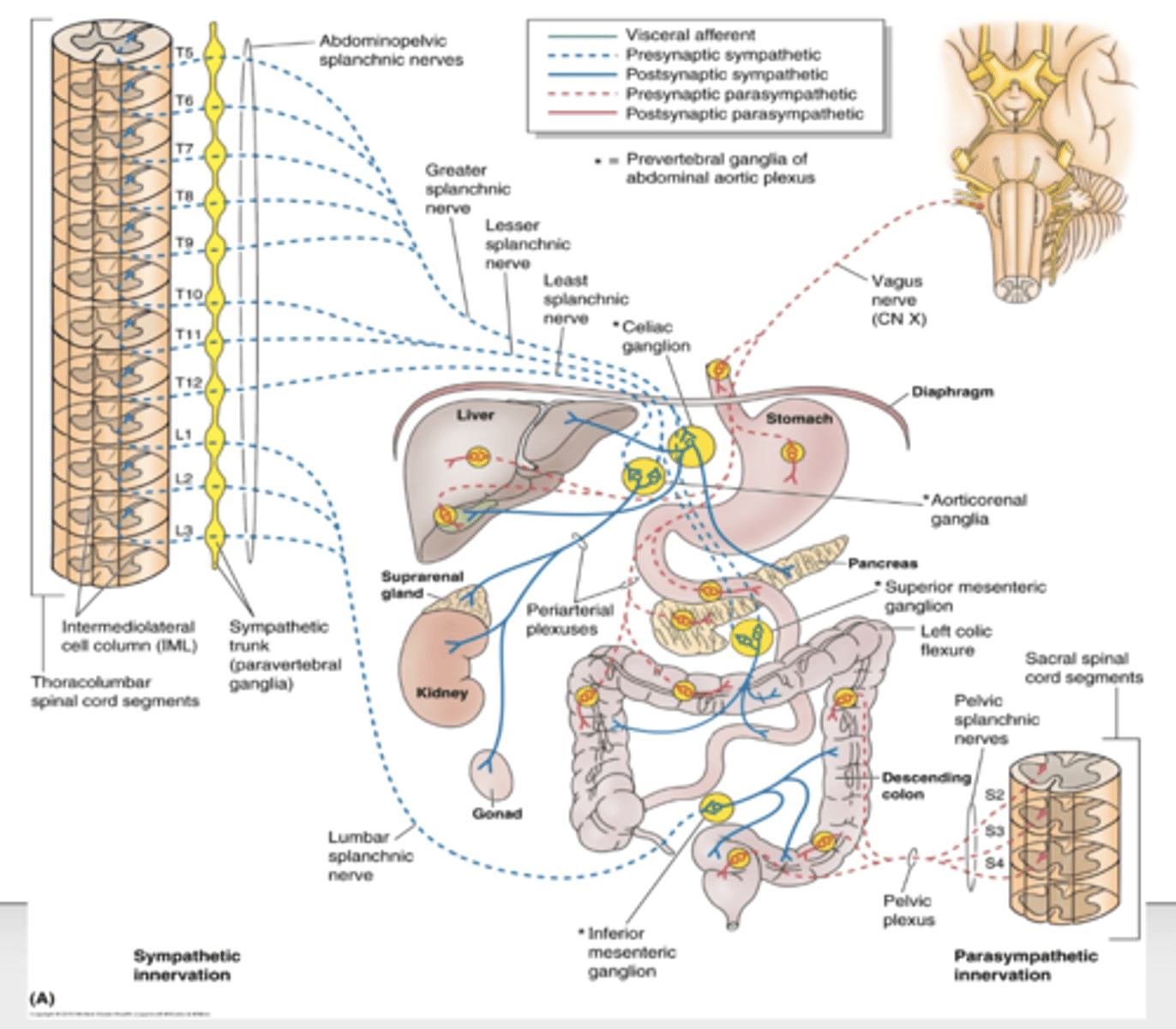 <p>what is the aorticorenal ganglion and renal plexus innervate? </p>