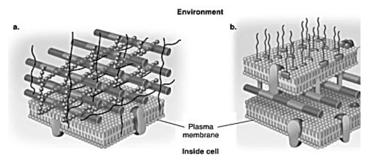 <p>In the figure, which diagram of a cell wall contains teichoic acids?</p>