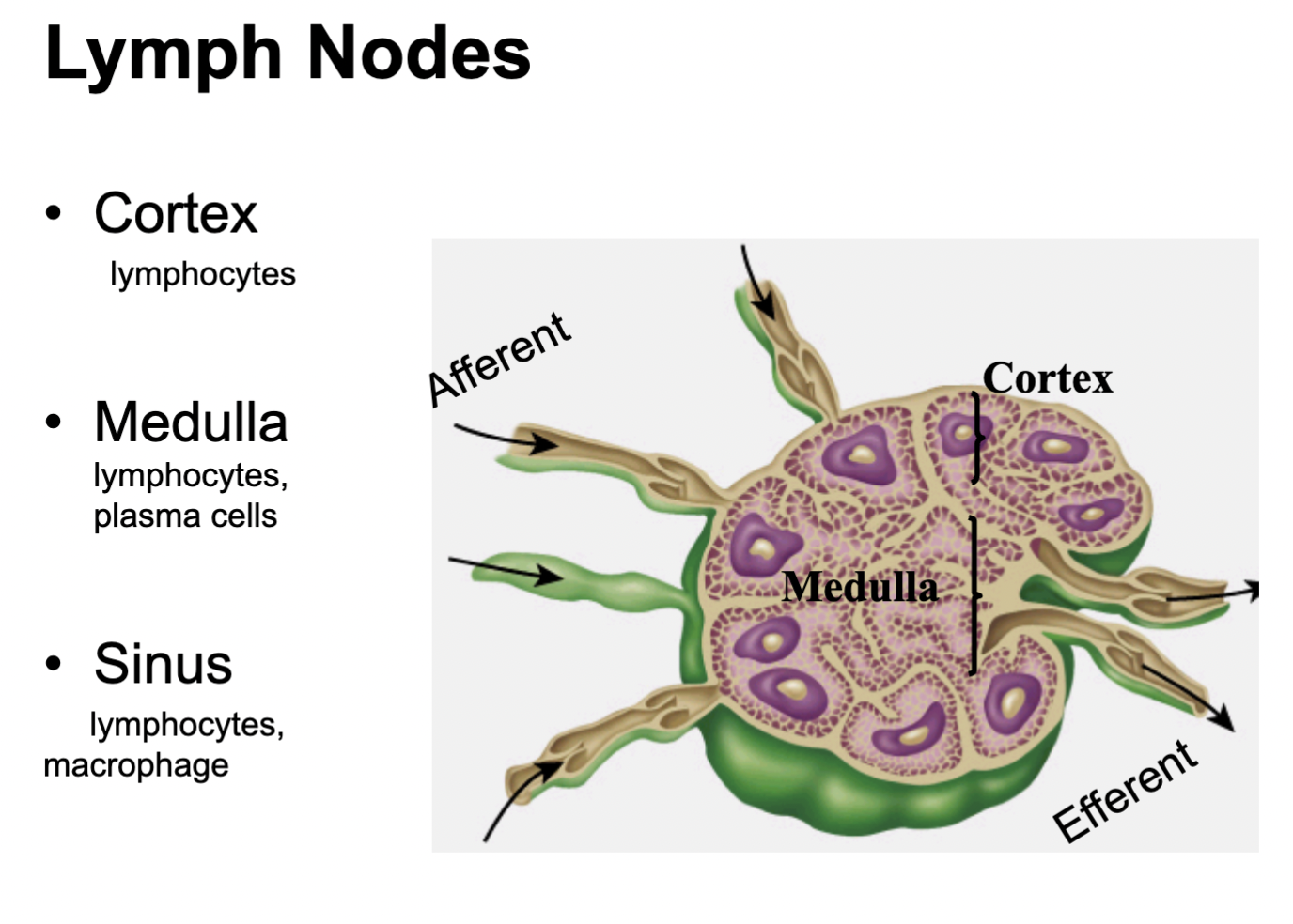 <p>What is the structure of a lymph node?</p>
