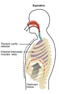 <p>Volume decreases inside the thorax so the pressure increases</p><ul><li><p>Diaphragm relaxes and moves upwards</p></li><li><p>Abdominal muscles relax </p></li><li><p>External intercostal muscles relax</p></li><li><p>Internal intercostal muscles relax</p></li></ul><p></p>