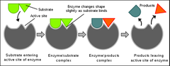 <p>Globular proteins with a tertiary structure </p><p>There is a specific 3D shape on the surface called an active site where reactions take place</p>