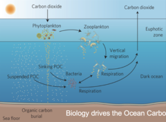 <p>Total respiration in an ecosystem: Ra + Rh.</p>