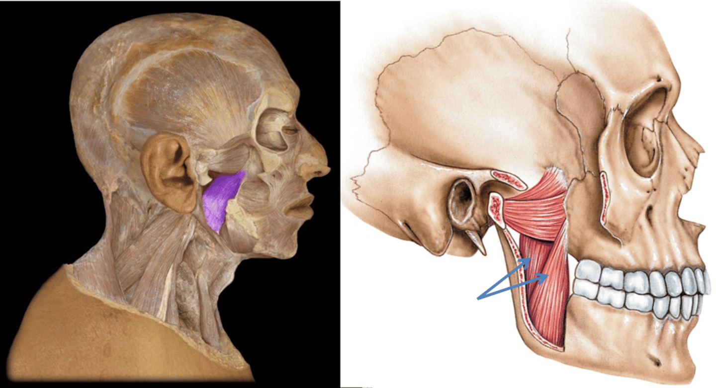 <p>Identification.</p>