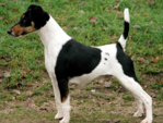 <p>welk type hond is dit</p>