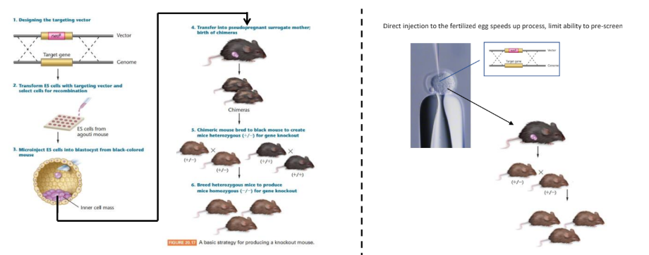 <ul><li><p>abolish the gene function entirely (unlike gene knockdown) so no functional copies can be made</p></li><li><p>homologous recombination - swap a predesigned nonfunctional gene with a functional copy in the cell → creates knockout organism</p></li></ul><p></p><ol><li><p>design a targeting vector that allows for homologous recombination swap out</p><ul><li><p>make a version that has a large portion or entirety removed = no longer function</p></li><li><p>should also contain a resistance marker or selectable marker</p></li><li><p>the edges/ side of the target gene should be the same as the knockout gene → so homologous recombination can occur </p></li></ul></li><li><p>introduce the vector to the embryonic stem cells (dominant phenotype)</p><ul><li><p>allows us to culture them and look for which ones have undergone recombination by looking at the selectable marker </p></li></ul></li><li><p>cells are inserted into the blastocyst of another mouse (surrogate mother)</p><ul><li><p>offspring will be chimeric → have original cells and knockout cells</p></li><li><p>when chimeras are crossed with black mice, should produce heterozygotes → breed the homozygotes to produce homozygotes for the knockout gene</p></li></ul></li></ol><div data-type="horizontalRule"><hr></div><p>Direct injection - speeds up the process but removes ability to pre screen</p><ul><li><p>more useful if you’re looking to introduce some form of transgene that would show an obvious phenotype </p></li><li><p>less useful if you’re looking for a mutant phenotype</p></li></ul><p></p>