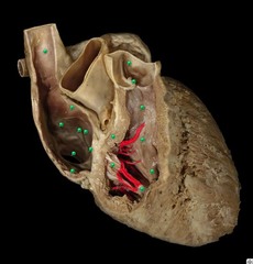 <p>Identify the structure</p>