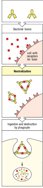 <ol><li><p>Toxin attaches to cell w/ receptors for toxin</p></li><li><p>Neutralization - Antibodies surround toxins</p></li><li><p>Antibodies w/ toxins gather near surface of phagocyte, leading to ingestion & destruction of toxins</p></li></ol><p></p>