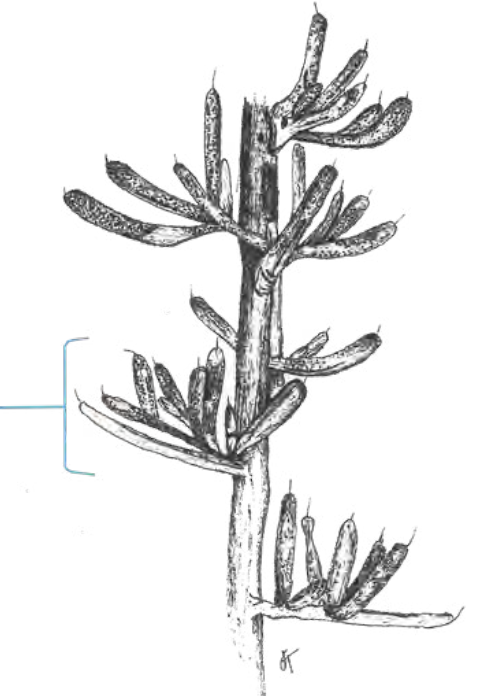 <ul><li><p>structural attachment type</p></li></ul><p></p>
