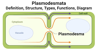 <p>a narrow thread of cytoplasm that passes through the cell walls of adjacent plant cells and allows communication between them.</p>