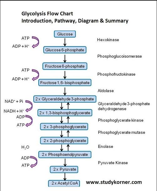 <p>For anerobic respiration, lactate dehydrogenase will reduce pyruvate into lactic acid- oxidizing NADH to NAD+ to replinish stores. </p>