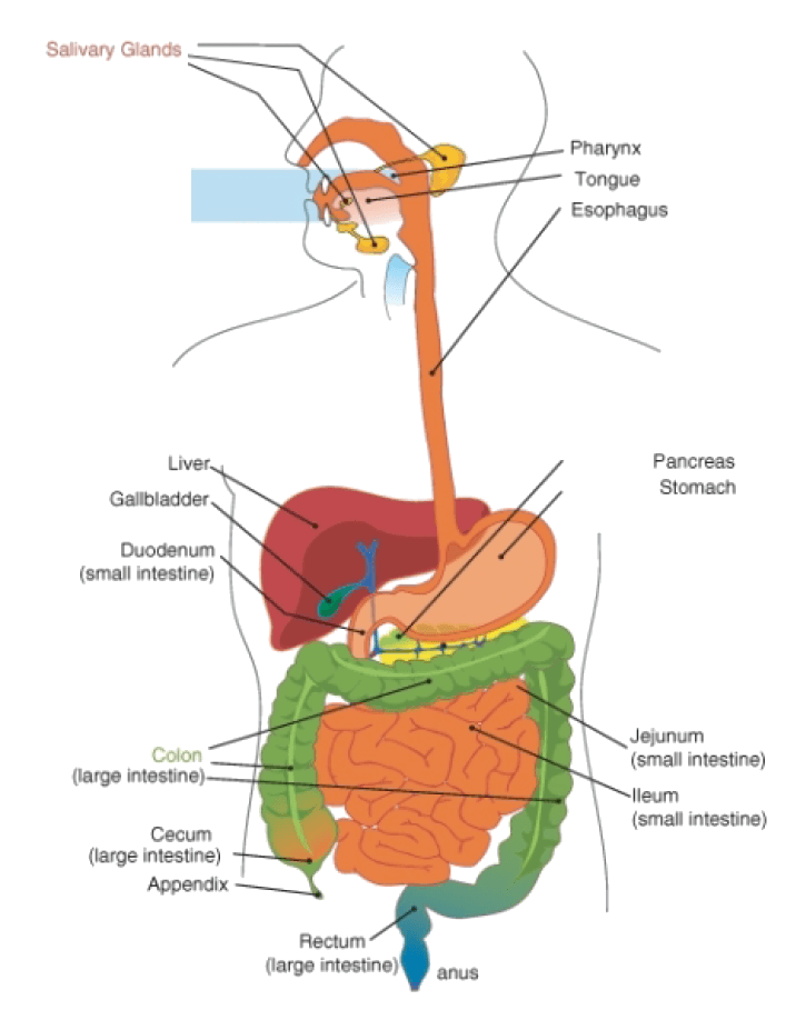 <ul><li><p>Specialized compartments where food breaksdown</p></li><li><p>Intracellular digestion: Lysosomes breaking down food, waste, pathogens in cell</p></li><li><p>Extracellular digestion: breakdown of food outside of cells in cavity or tube</p><ul><li><p>Gastrovascular cavity: not in humans, same hole for digesting and excretion, ex: flatworm</p></li><li><p>Digestive tract: food travels from mouth to anus</p></li><li><p>Accessory organs: help with digestion but food does not travel here, Ex: pancreas, gall-bladder, salivary glands, liver</p></li><li><p>Oral cavity with salivary glands (amylase)</p></li><li><p>Esophagus</p></li><li><p>Stomach</p></li><li><p>Small intestine</p></li><li><p>Large intestine</p></li></ul></li></ul><p></p>