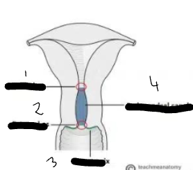 <p>Lable this Cervical image?</p>