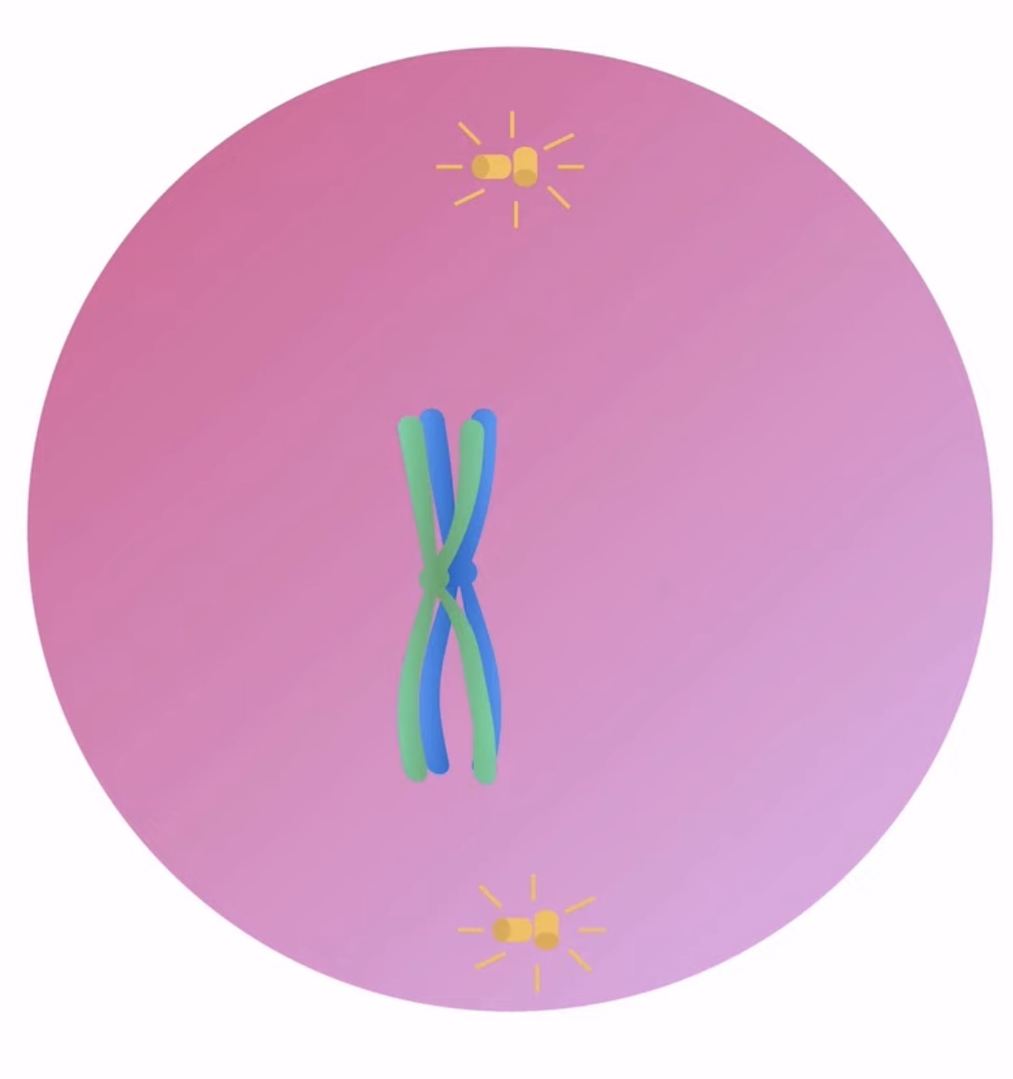 <p>What is it called when the tetrad pairs up?</p>