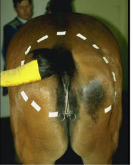 <p>A horse presents with dysuria, tail rubbing, flaccid tail, loss of sensation in the perineural area (goes from hyperesthesia to desensitization), and loss of anal tone --> fecal retention and urine overflow. Thoughts?</p>