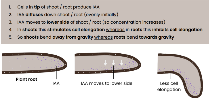 knowt flashcard image