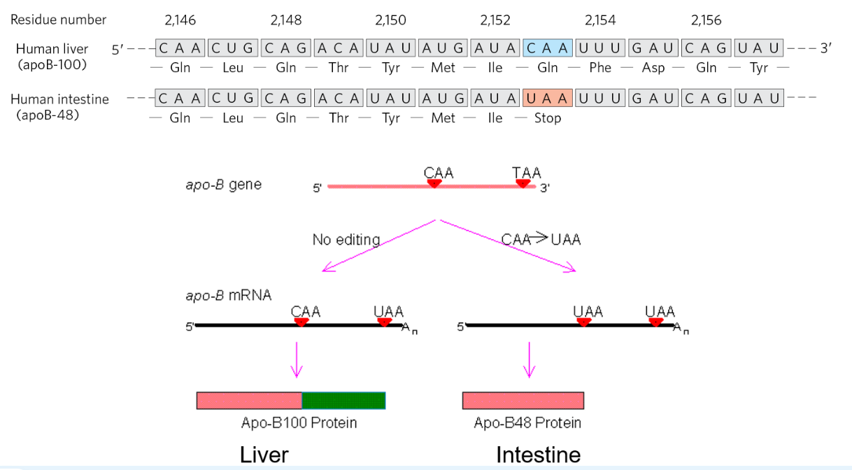 <ul><li><p>mRN editing can alter the protein sequence → more diversity in the # of proteins that can be generated by a limited number of genes</p></li><li><p>editing is mediated by adenosine deaminase that can generate Inosine and cytidine deaminase (C → U), such as APOBEC (apoB mRNA editing catalytic peptide)</p></li><li><p>APOBEC1 edits a specific codon at position 2153 to convert a Gln (CAA) to a stop codon (UAA)</p><ul><li><p>generates a shorter isoform of the apoB protein</p></li></ul></li></ul><p></p>