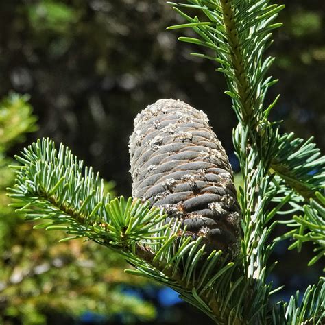 <p>Abies amabilis </p>