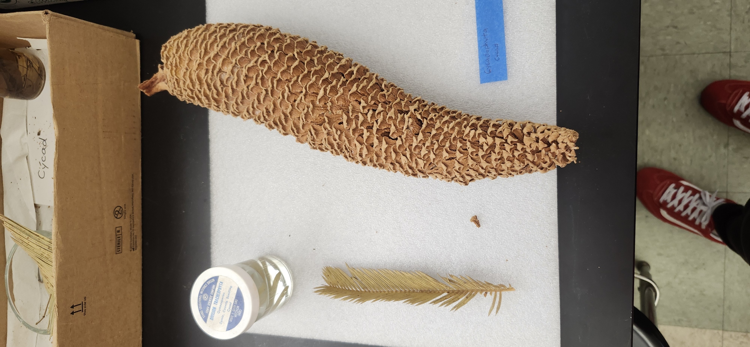 <p>What kingdom and phylum is the does following preserved specimen?</p>