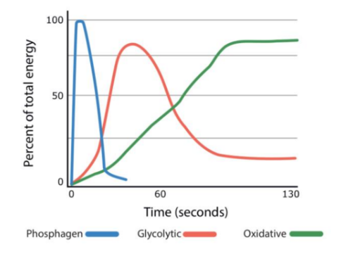<p>A phospagen is a high-energy phosphate compound capable of making ATP without oxygen</p>