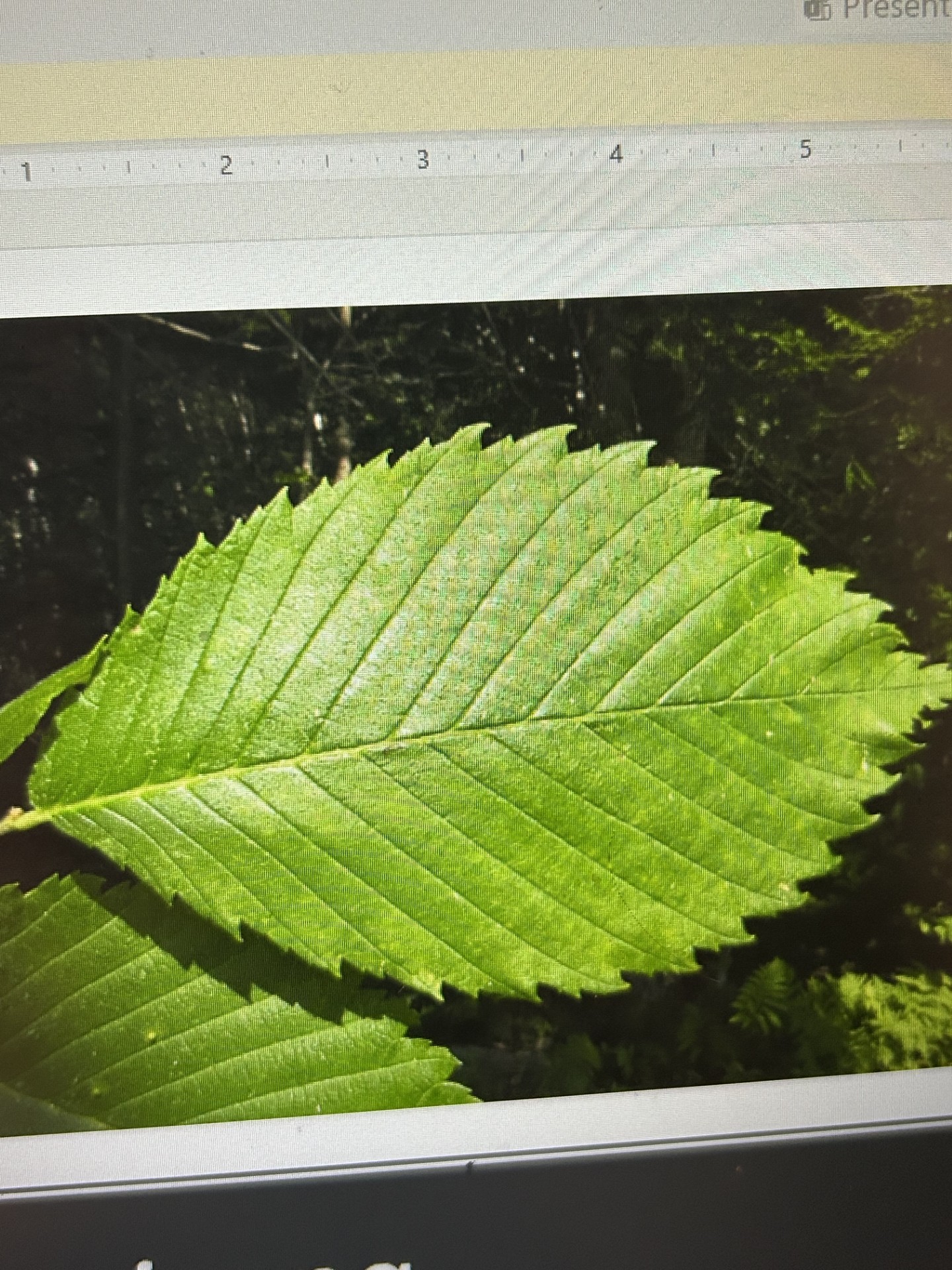 <p>American Elm</p>