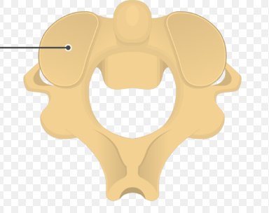 <p>smooth, nearly flat articular surface</p>