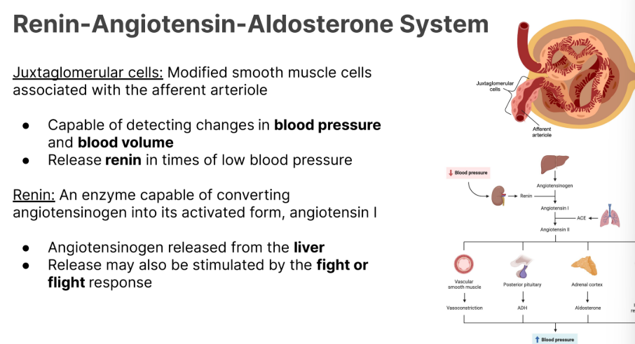 <p>An enzyme capable of converting <strong><em>angiotensinogen </em></strong>into its activated form, <strong>angiotensin I</strong></p><ul><li><p><strong>Can also be triggered by the fight </strong>or <strong>flight response</strong></p></li><li><p><strong>Can be released by low bp or blood volume</strong></p></li></ul><p></p>