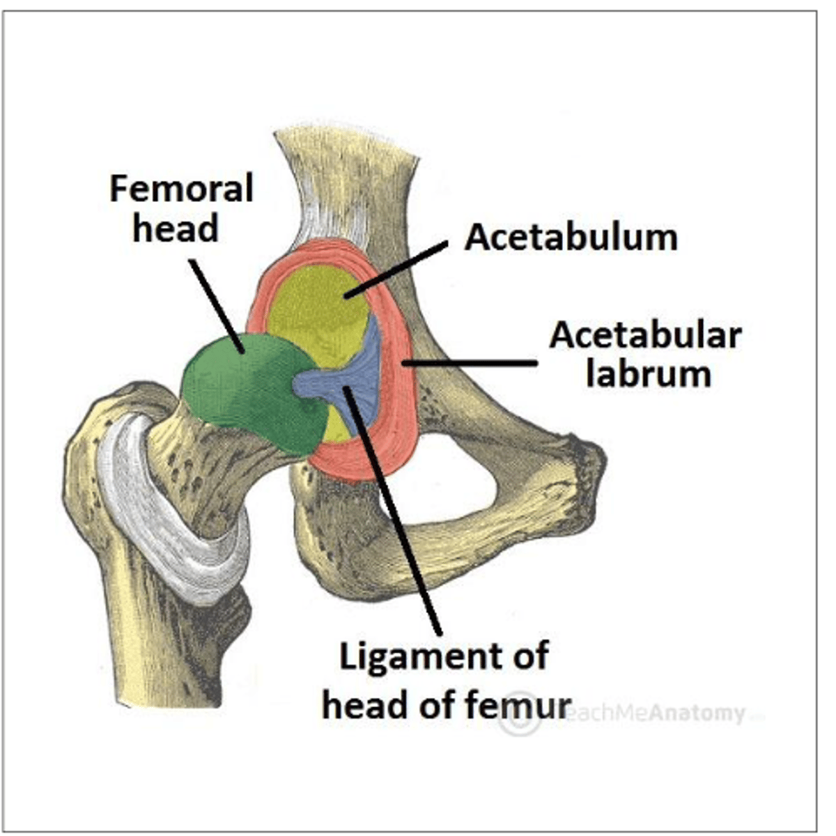 <p>- Convex femoral head</p><p>- Concave acetabulum</p>