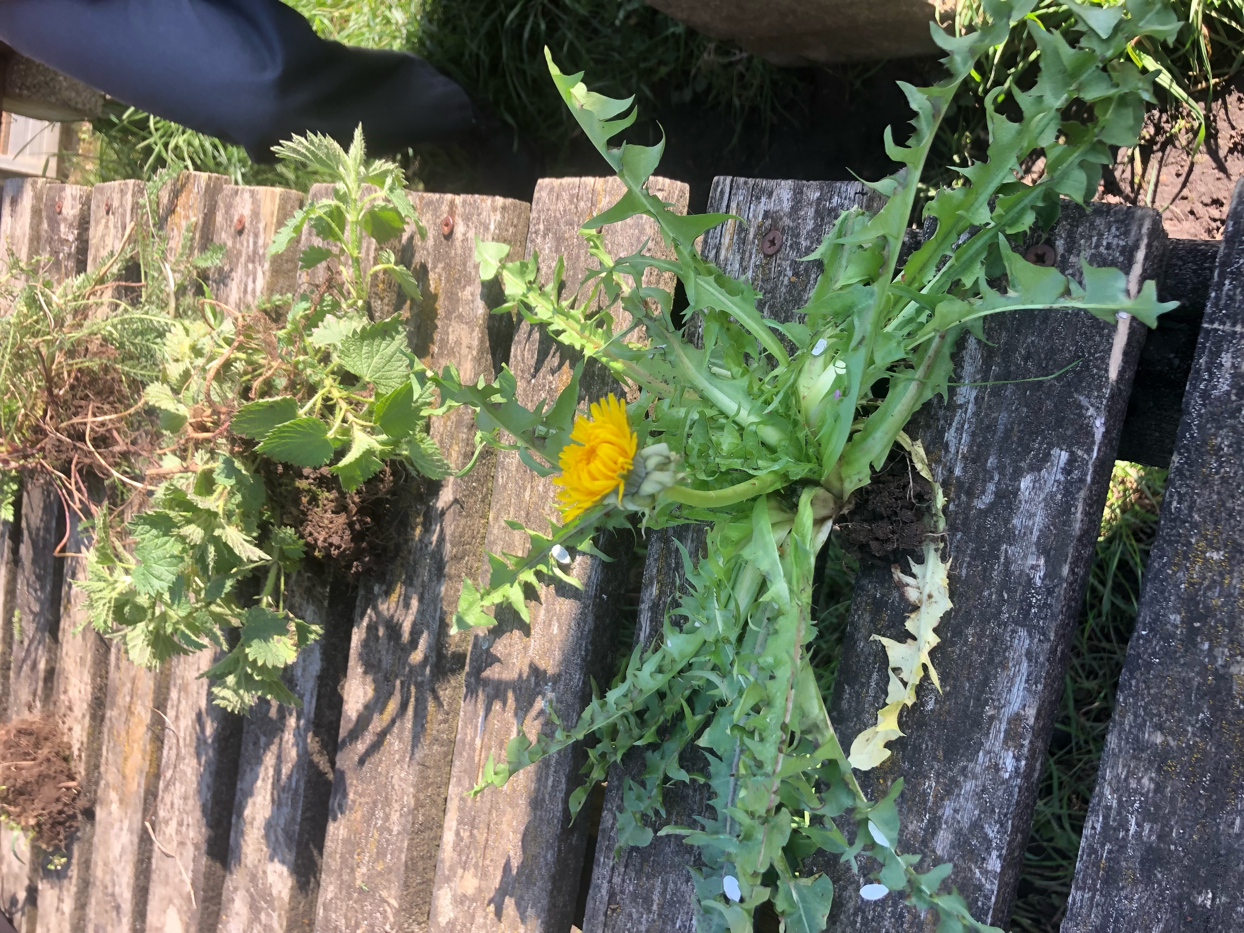 <p>Taraxacum officinale hardiness </p>