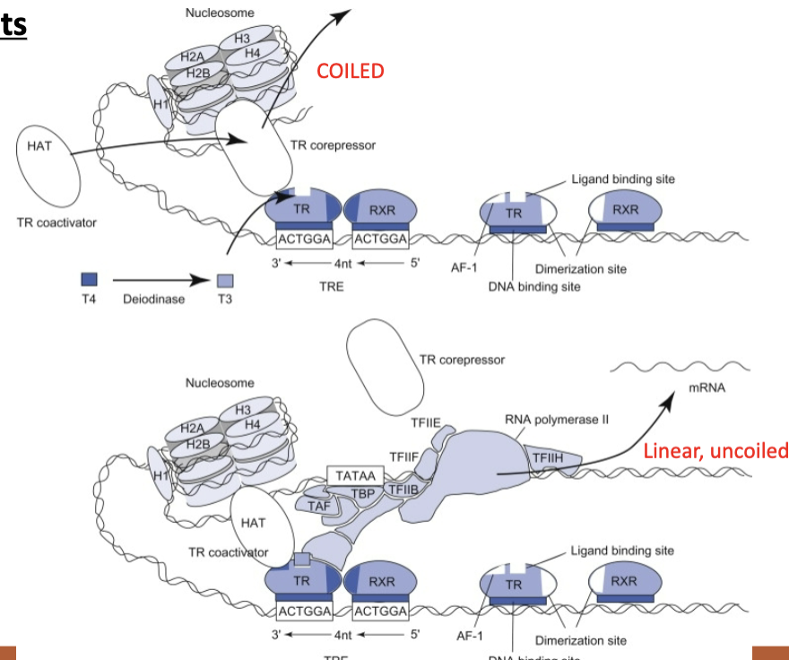 <p>1. T3 binds TR->conformational change.</p><p>2. -> Corepressor dissociates from the TR-DNA complex.</p><p>3. Coactivators are recruited, containing histone acetyltransferase (HAT).</p><p>4. Histones are acetylated -> removal of positive charge.</p><p>5. -> Chromatin is decondensed and transcription is enabled</p>