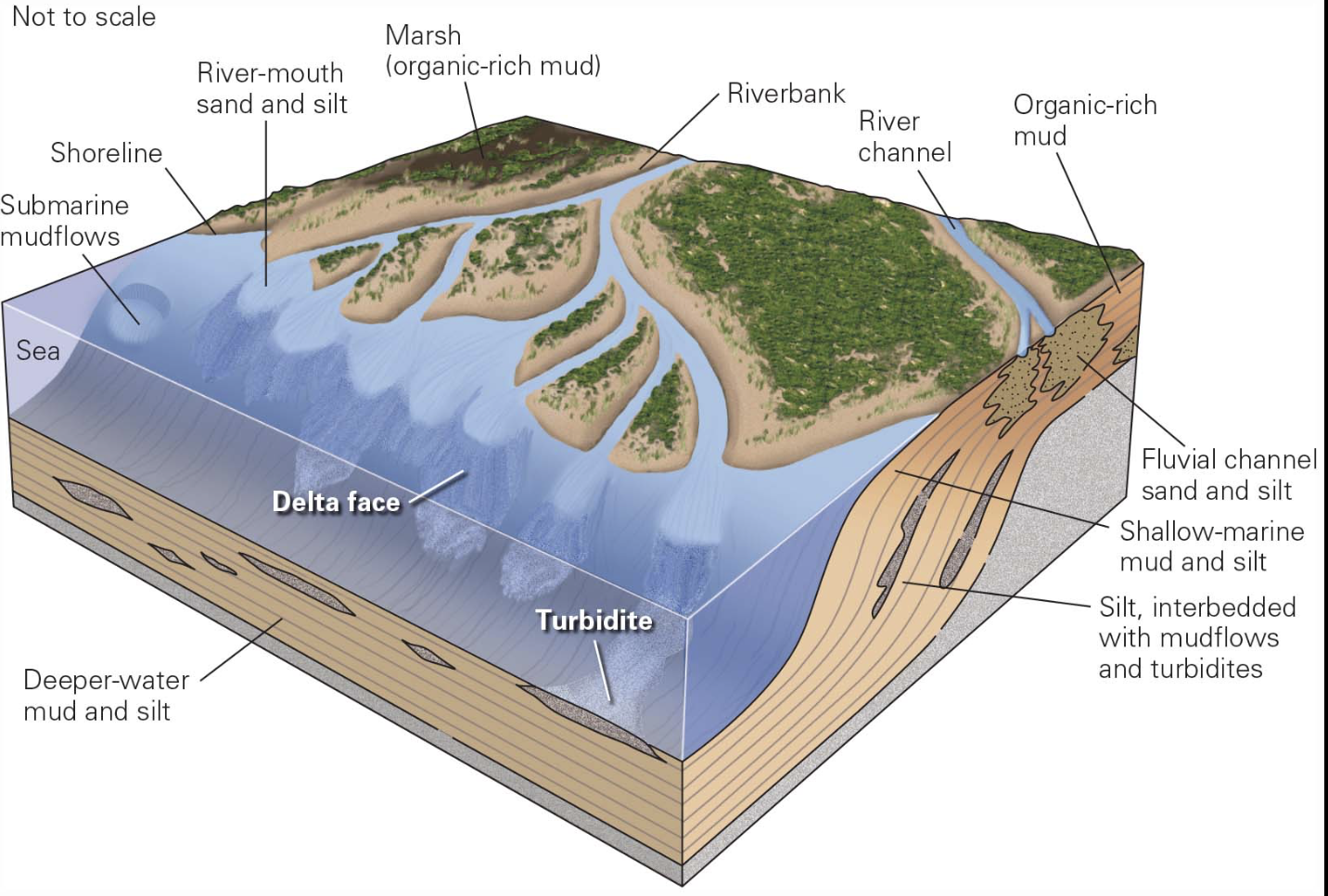 <p>river emptying into the sea where water stops flowing, so sediment settles out to build a delta of sediment and include many different sedimentary environments, such as swamps, channels, floodplains, and submarine slopes</p><ul><li><p>Sea-level changes may cause the positions of the different environments to move with time causing deposits to produce a great variety of sedimentary rock types </p></li><li><p>large marine deltas are much more complex </p></li></ul><p></p>