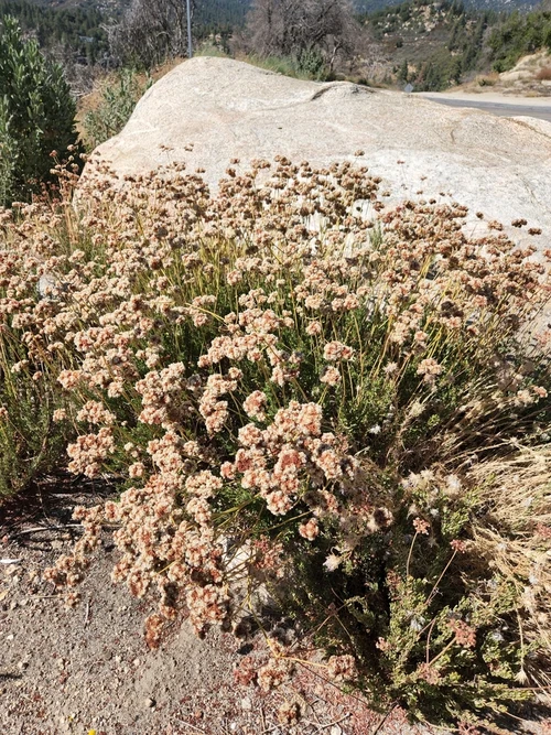 <p>Grows across Southwestern United States and Northwestern Mexico. This species is a common member of the Chaparral and Coastal Sage Scrub plant communties. Before the flowers are pollinated they are white with pink tepals. Once they are pollinated their seeds ripen into a deep rust color. This adaptation supports reproduction because bees, some of this plants most frequent pollinators, cannot see the color red. You can remember the scientific name because its flowers are fasiculated, “<mark> tight clusters or bundles of blossoms that grow closely together from a shared point or crowded area on a plant stem</mark>.” Typical bloom season is March-October</p>