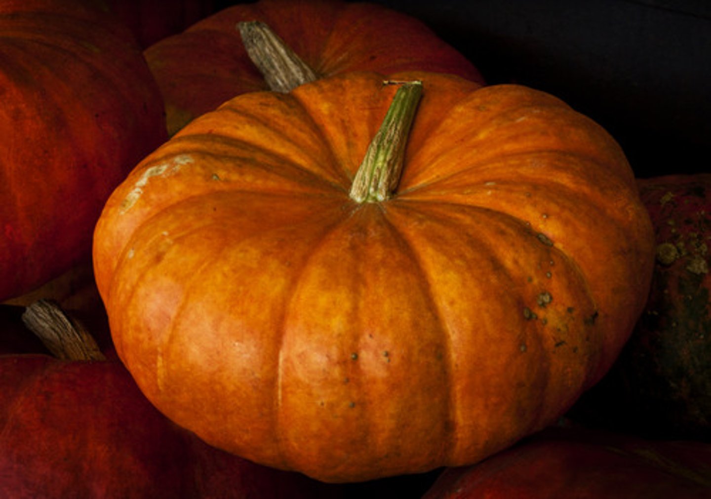 <p>une citrouille, un potiron</p>