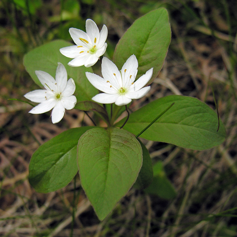<p>Skogsstjärna   (Fem olikstora blad)</p>