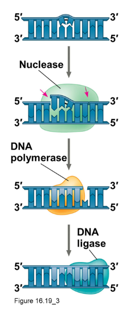 <p>DNA is subject to frequent spontaneous damage and damage from the environment!</p><p>Damaged DNA that isn’t fixed before it is replicated leads to mutations.</p><p>There are lots of enzymes that recognize different types of DNA damage.</p><p>How might they do that?!</p><p>Nucleases cut out damaged DNA.</p><p>DNA polymerase fills in the gap.</p><p>DNA ligase seals the gap (rejoins the sugar‐ phosphate backbone by creating a phosphodiester bond).</p>
