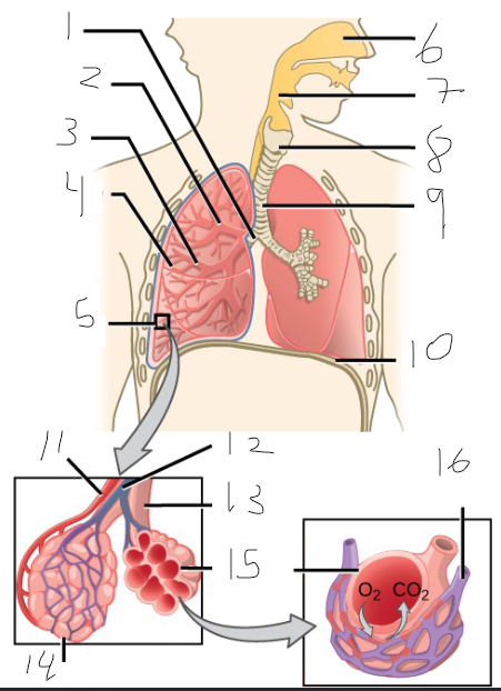 <p>What is 13?</p>