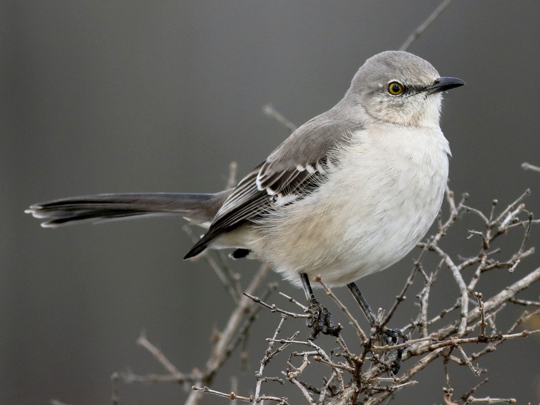 <p>Order Passeriformes Family Mimidae</p>