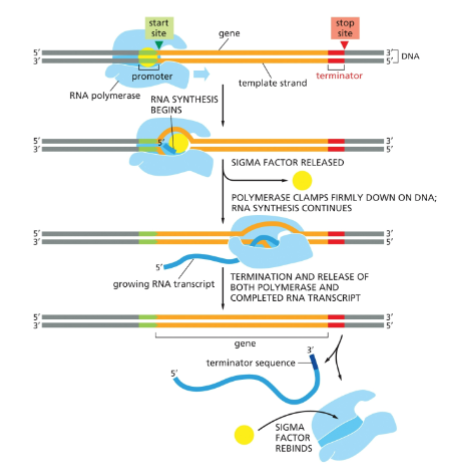 <p>subunit of RNA polymerase Responsible for the recognition of the promoter sequence and the tight binding of the RNA polymerase to the DNA</p>