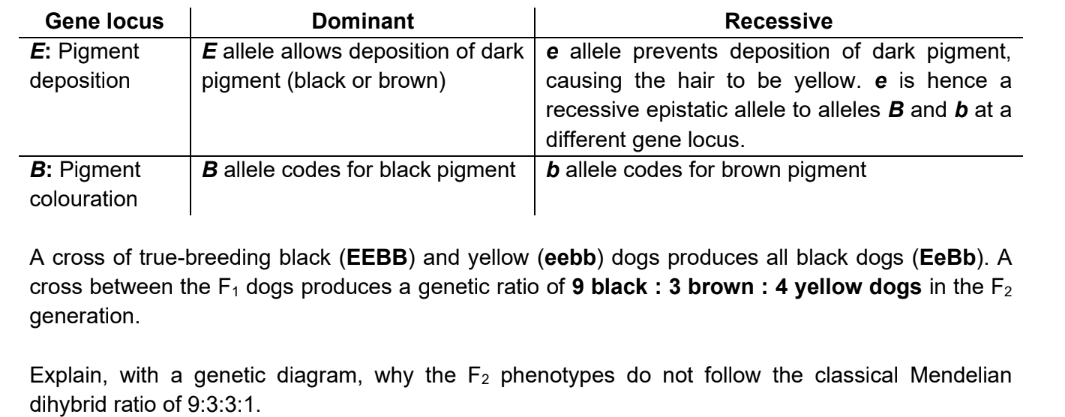 <p>Explain how recessive epistasis affects the resulting phenotypic ratio for double heterozygous cross?</p><p>Use example of the coat colour of labrador retrievers [refer to picture]</p>