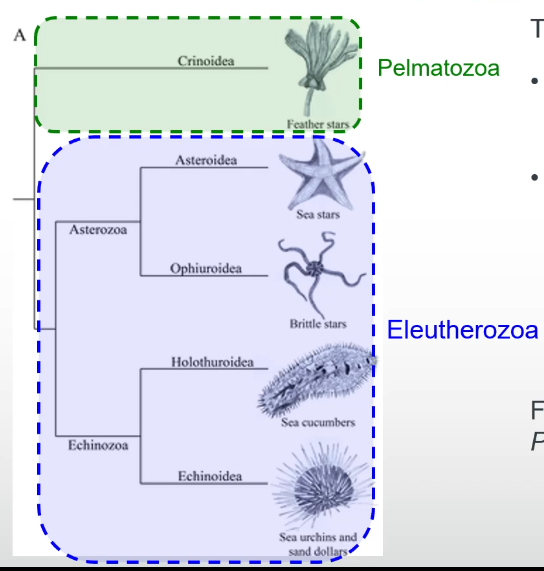 <p>PelmataZoa (crinoids): Feather stars.</p><p>Elutherzoa (Echinoids, Holothuroids, Asteroids, Ophuriods)</p>