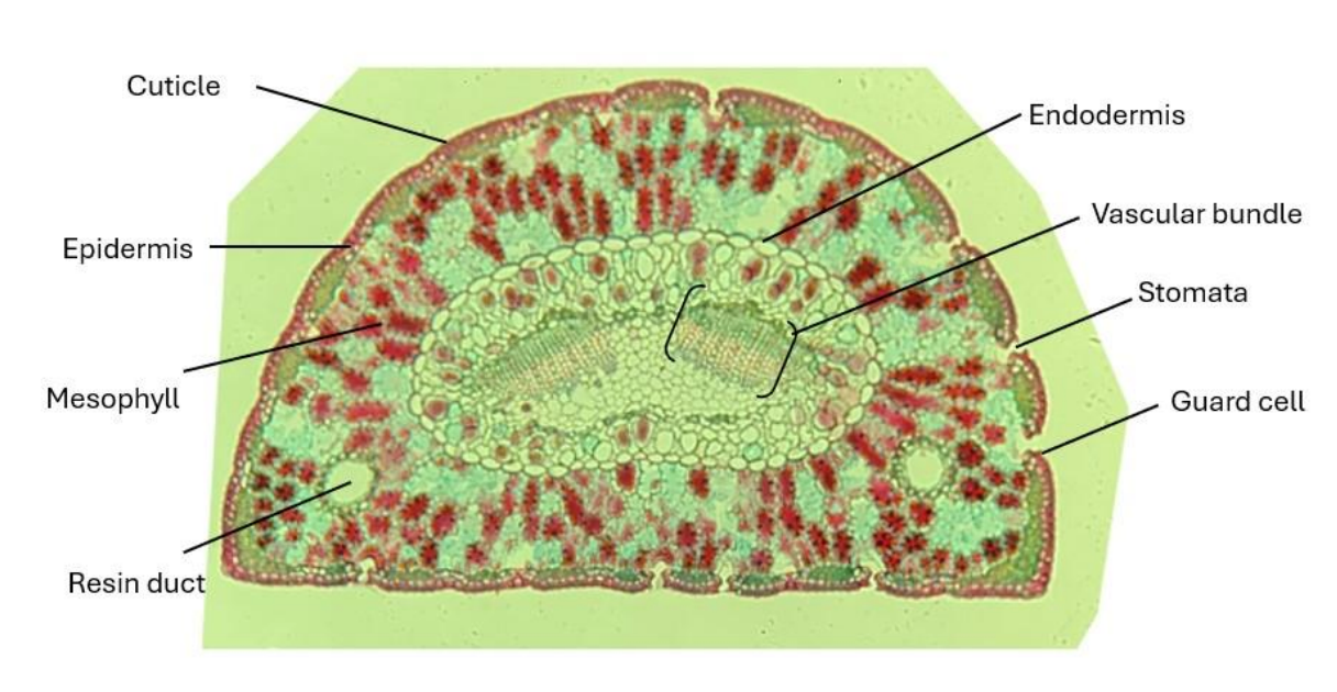 <p>What structure allows gas exchange?</p>