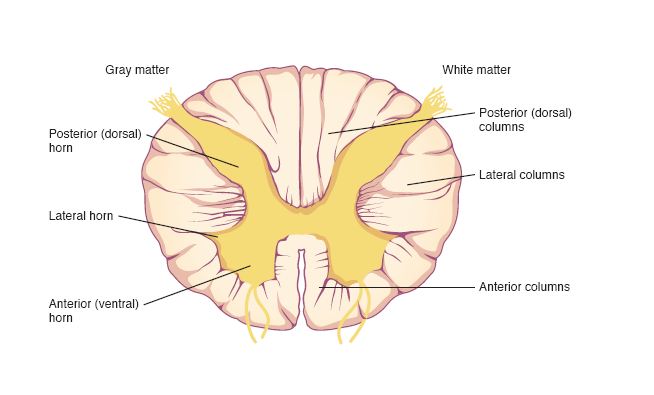 <p>… and … horns are regions of … matter within the spinal cord that … both … and … information</p>