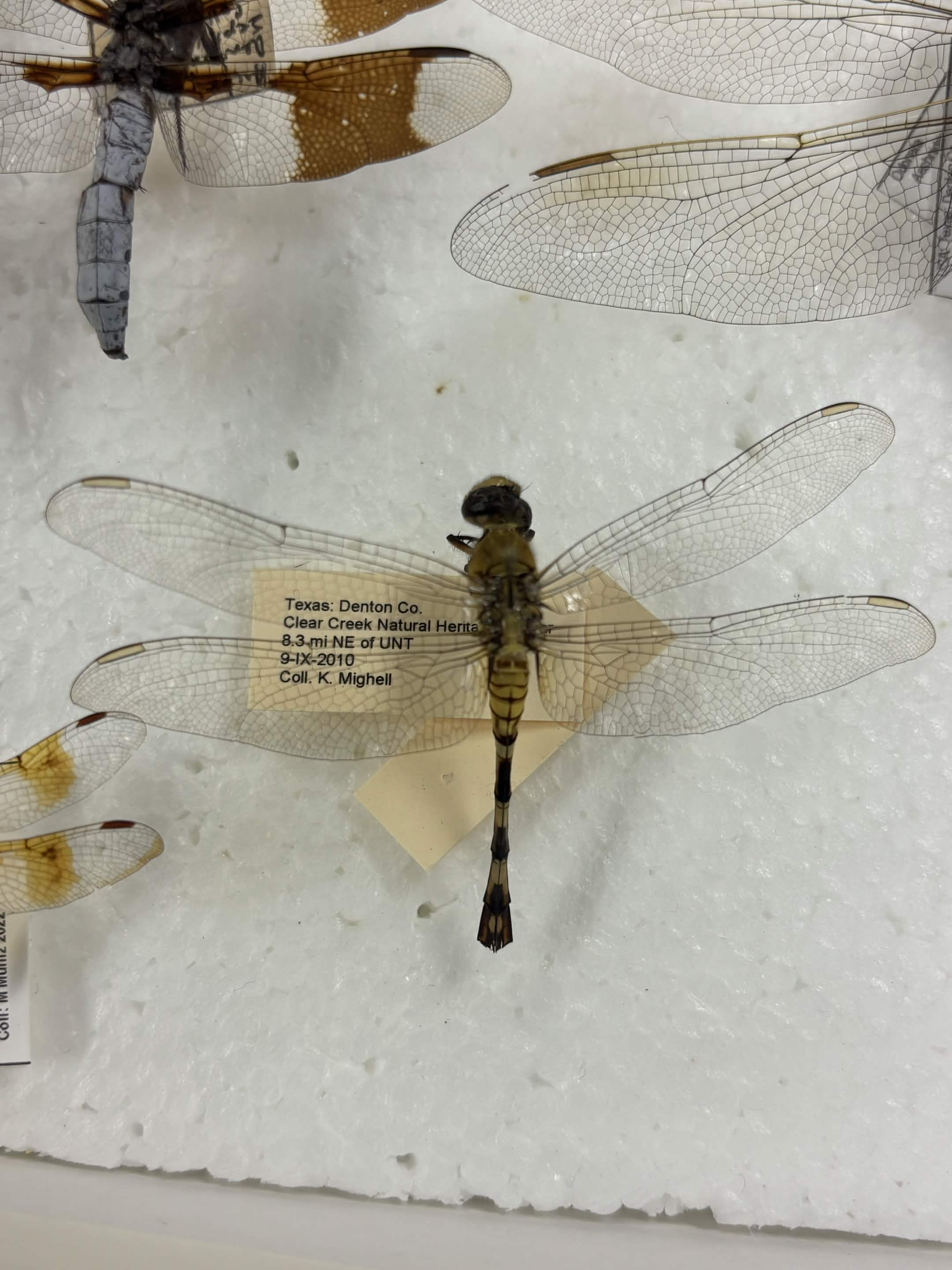 <p>The order and family characterized by their separated eyes, the clubbed end of their abdomen, and triangles in the wings that are equidistant from the arculus.</p>