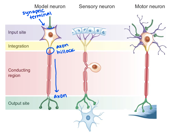 <p>motor neurons </p>