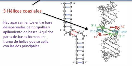 <ul><li><p><span>El nuevo tramo formado por el apareamiento de los lazos <strong>se apila coaxialmente en continuidad con los tallos de las dos horquillas originales</strong></span></p></li><li><p><span>Como resultado del apilamiento continuo se forma un conjunto integrado por <strong>3 hélices coaxiales</strong></span></p></li><li><p><span><strong>Estabilidad termodinámica:</strong> La formación de puentes de hidrógeno adicionales y la maximización de las fuerzas de apilamiento aromático de bases (<em>base stacking</em>) <strong>disminuyen la energía libre (</strong></span><span style="line-height: 1.15;"><strong>ΔG</strong></span><span><strong>)</strong>, convirtiéndolas en estructuras altamente estables</span></p></li></ul><p></p>