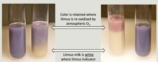 <p>Litmus Result: <strong><mark data-color="#ffbbf6" style="background-color: rgb(255, 187, 246); color: inherit;">Color Retention</mark> </strong></p>
